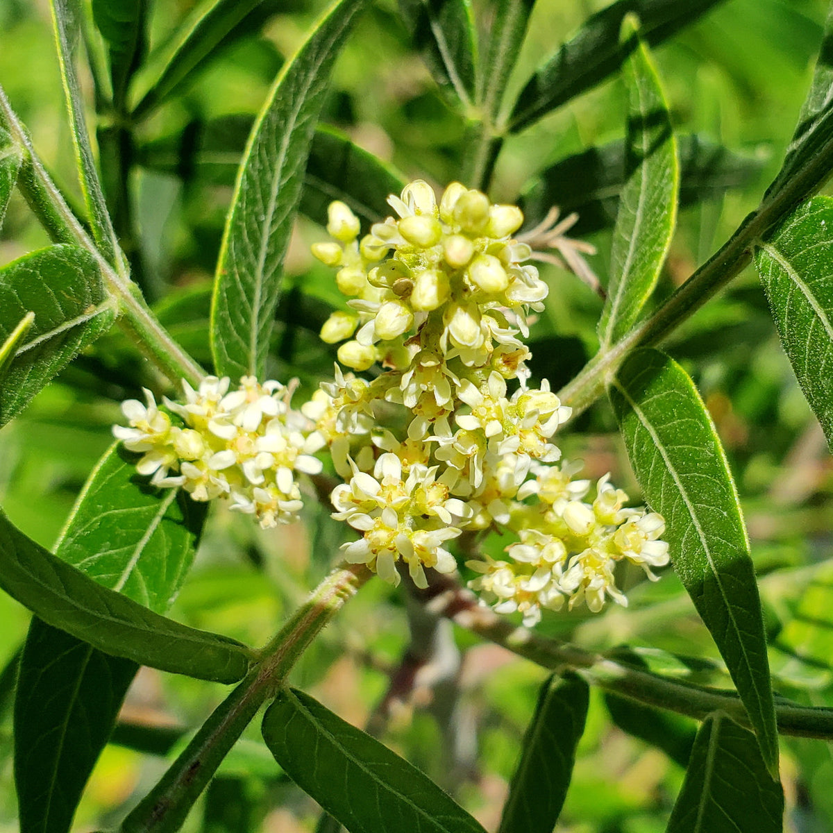 Sumac, prairie flameleaf (Rhus lanceolata)
