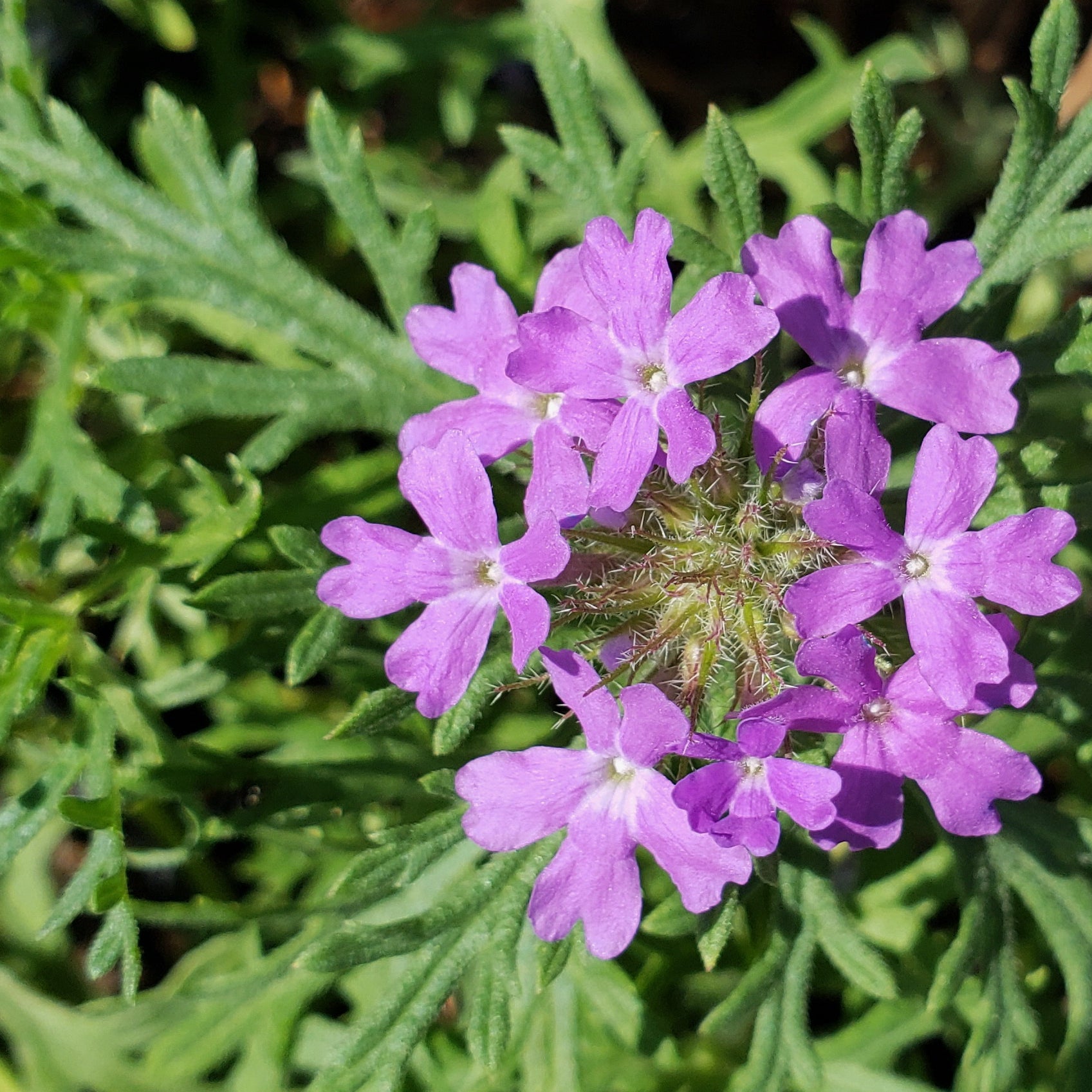 Glandularia bipinnatifida (Prairie Verbena)