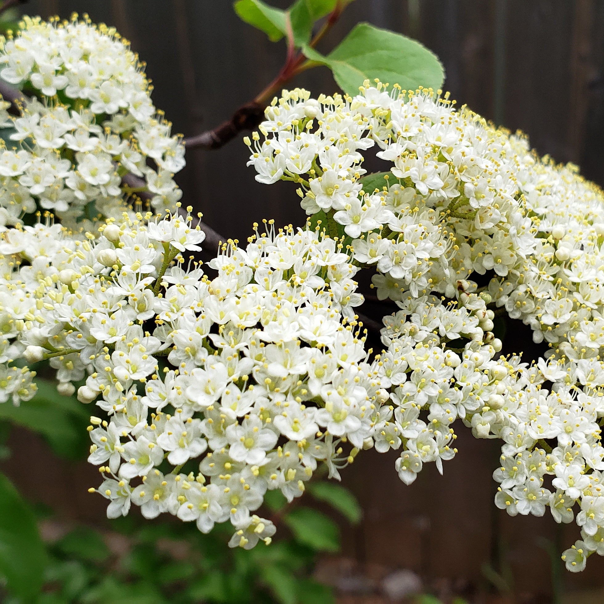 Rusty Blackhaw Viburnum (Viburnum rufidulum)