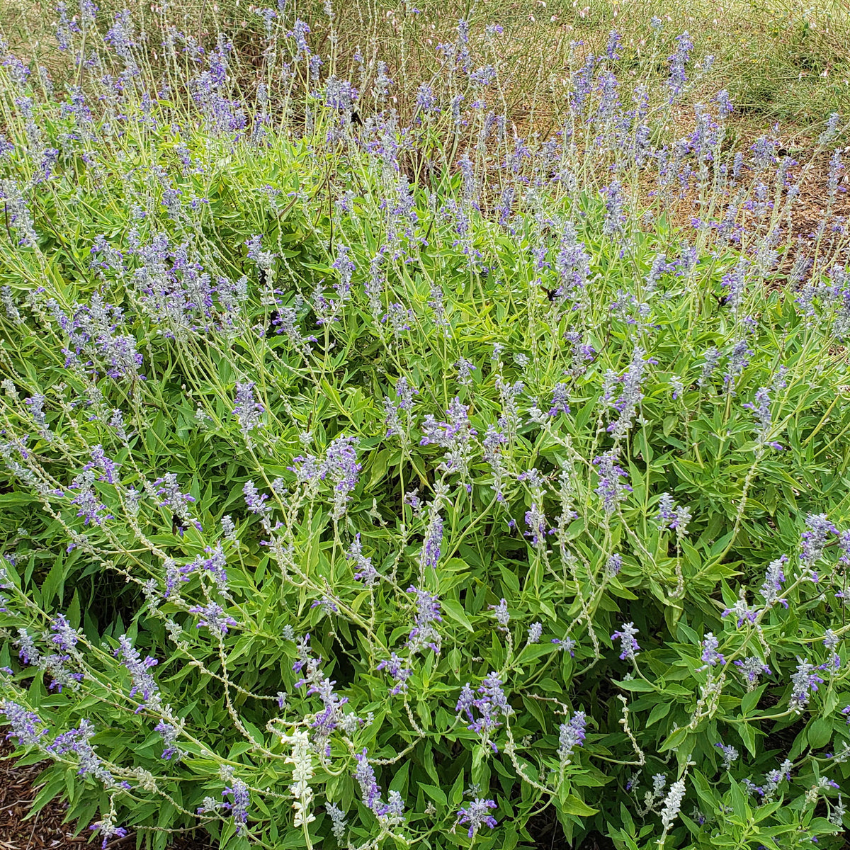 Salvia 'Henry Duelberg' (Salvia farinacea 'Henry Duelberg')