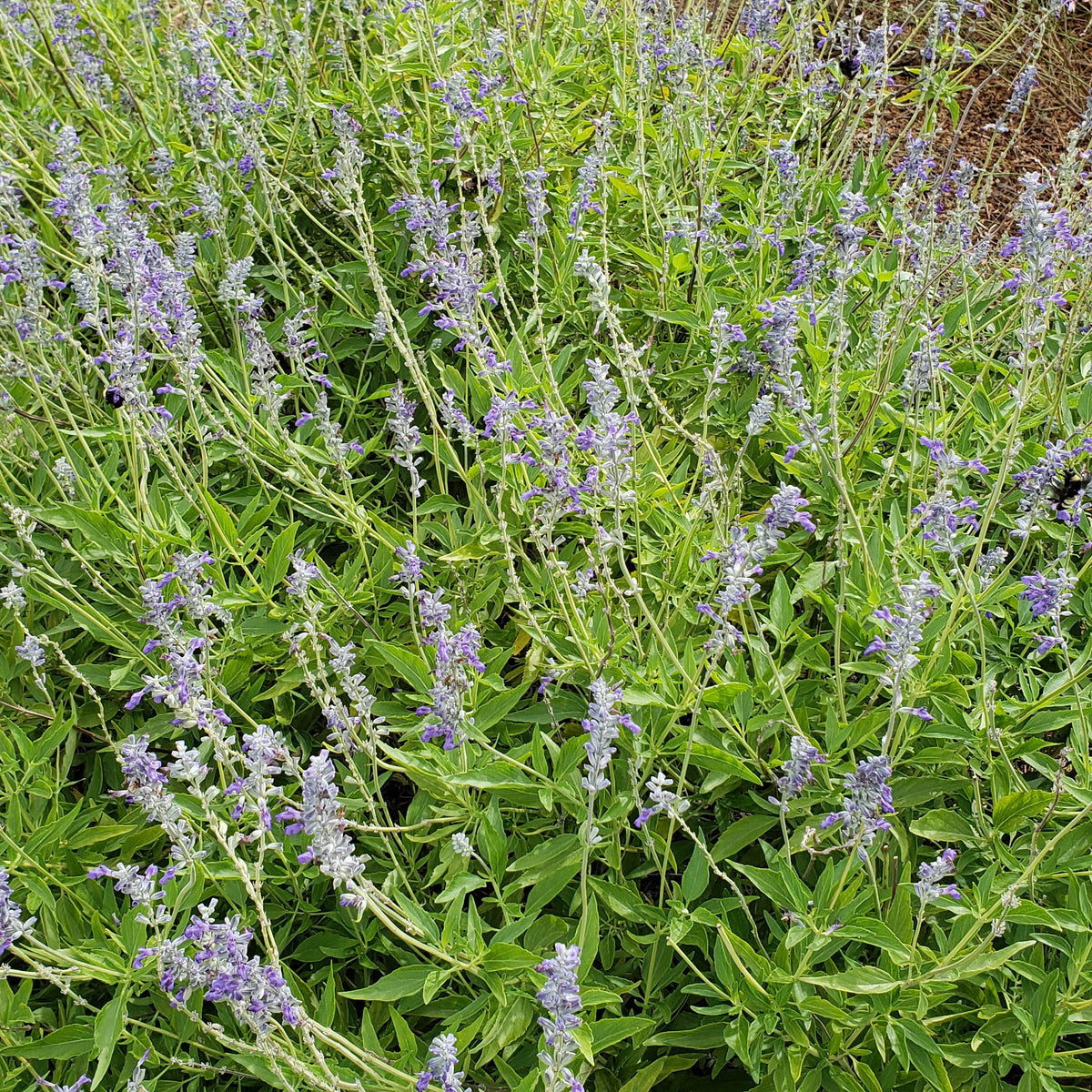 Salvia 'Henry Duelberg' (Salvia farinacea 'Henry Duelberg')