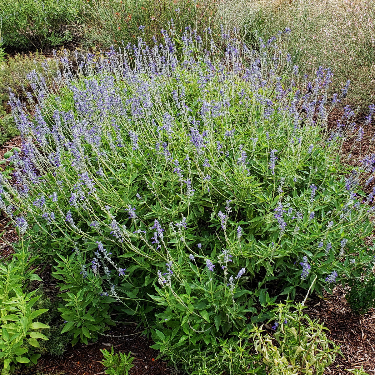 Salvia 'Henry Duelberg' (Salvia farinacea 'Henry Duelberg')