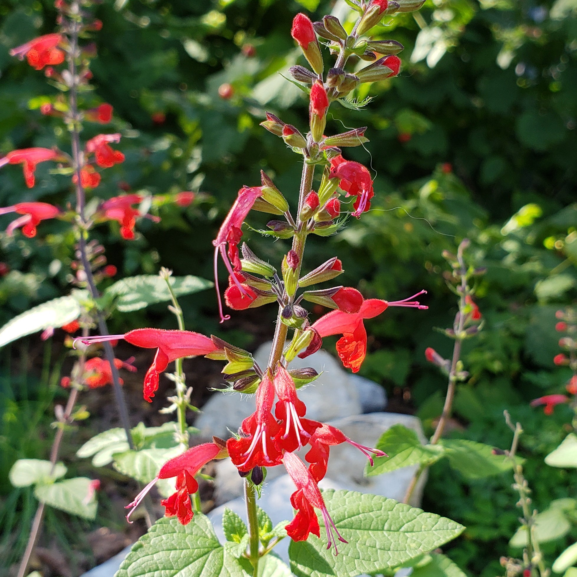 Scarlet Sage (Salvia coccinea)