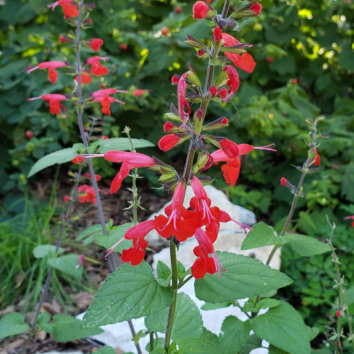 Scarlet Sage (Salvia coccinea)