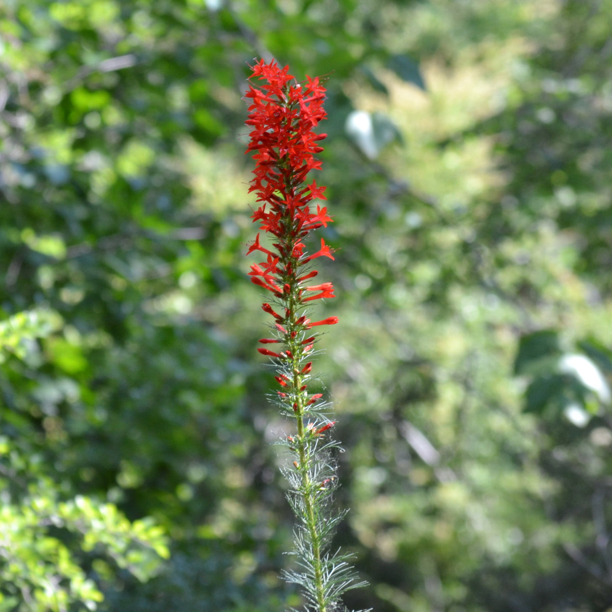 Ipomopsis rubra (Standing Cypress)