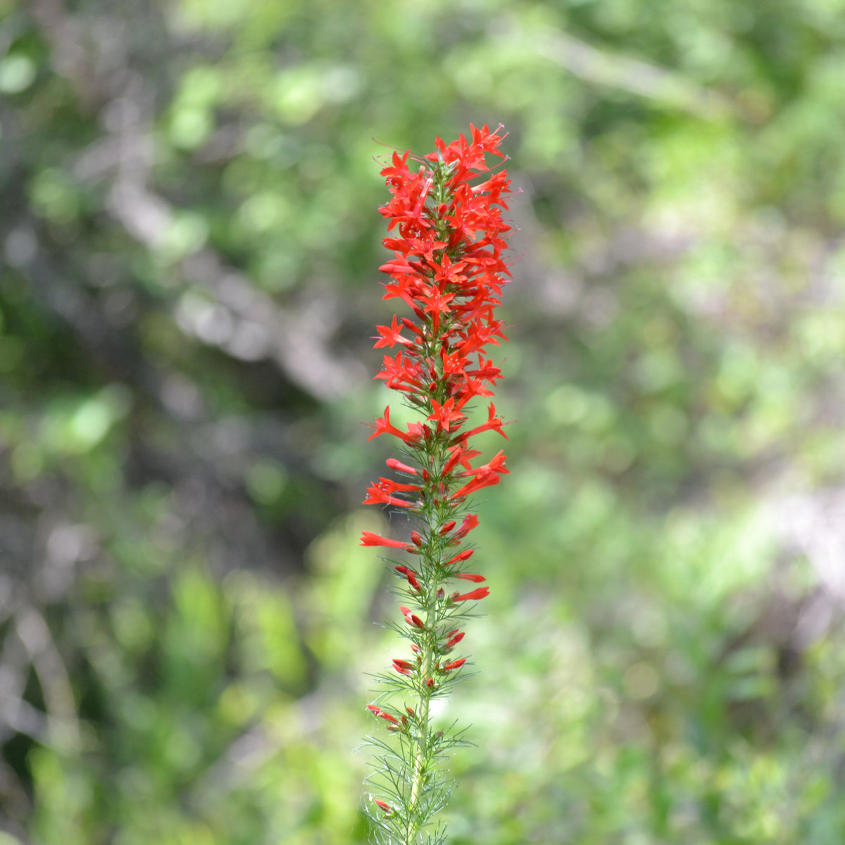 Ipomopsis rubra (Standing Cypress)