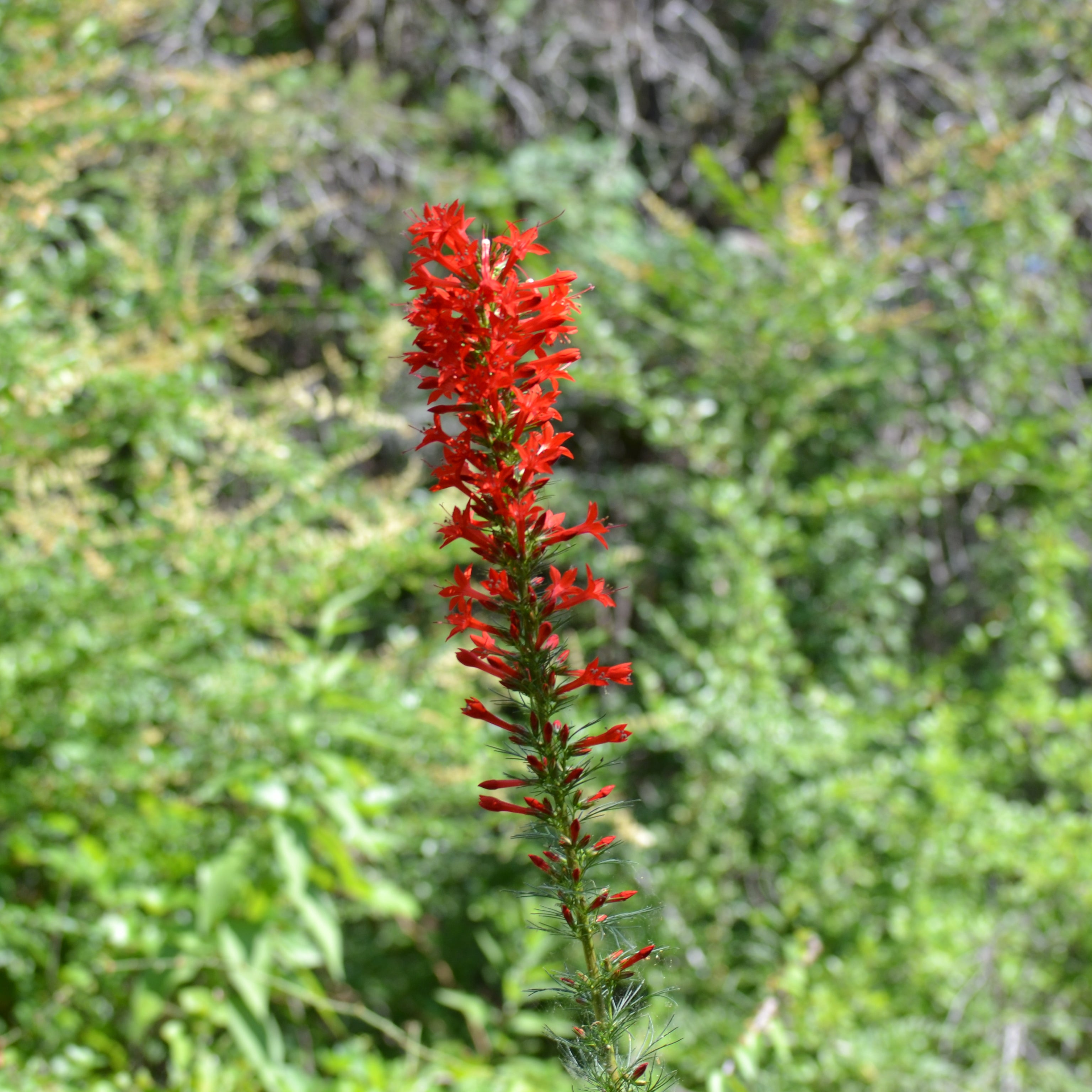 Ipomopsis rubra (Standing Cypress)