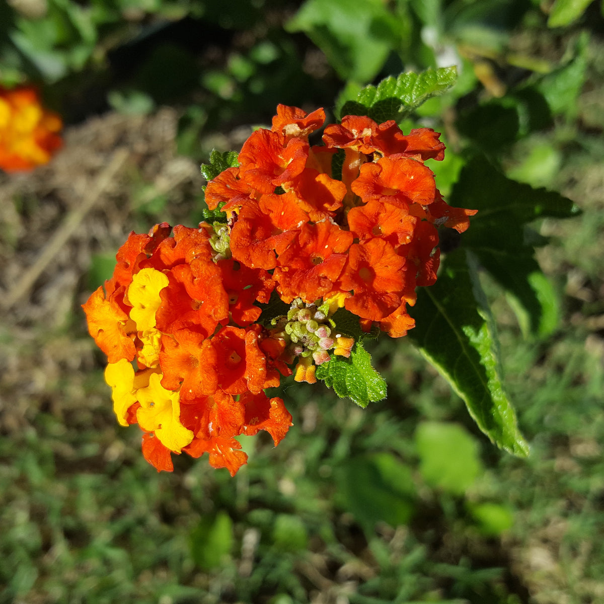 Texas lantana (Lantana urticoides)