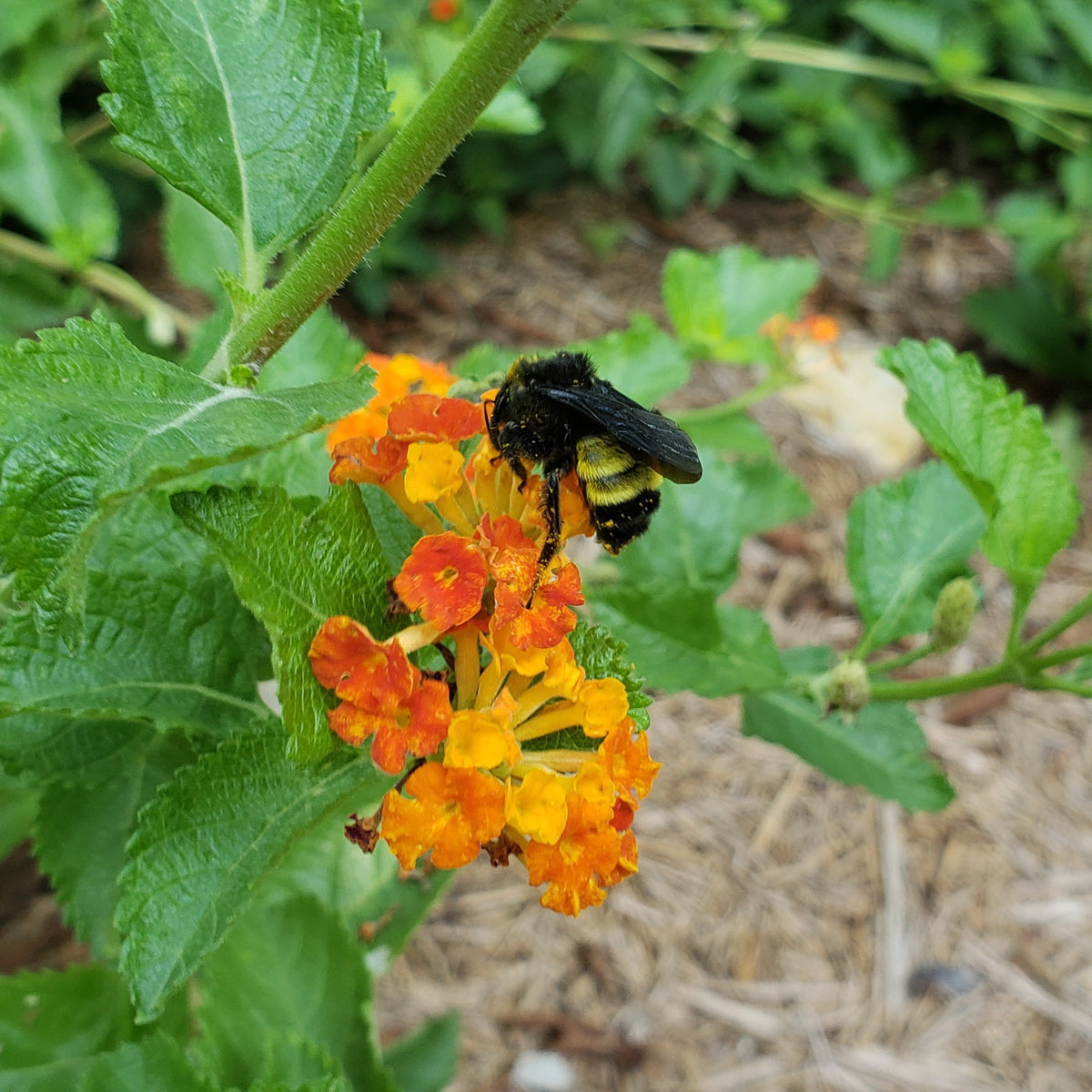 Texas lantana (Lantana urticoides)