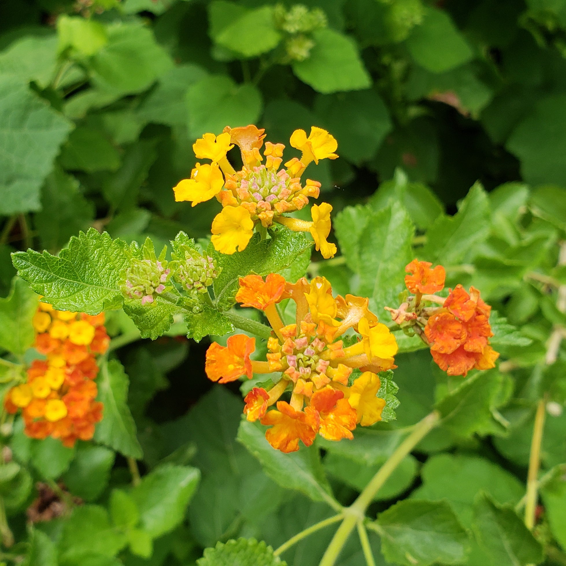 Texas lantana (Lantana urticoides)