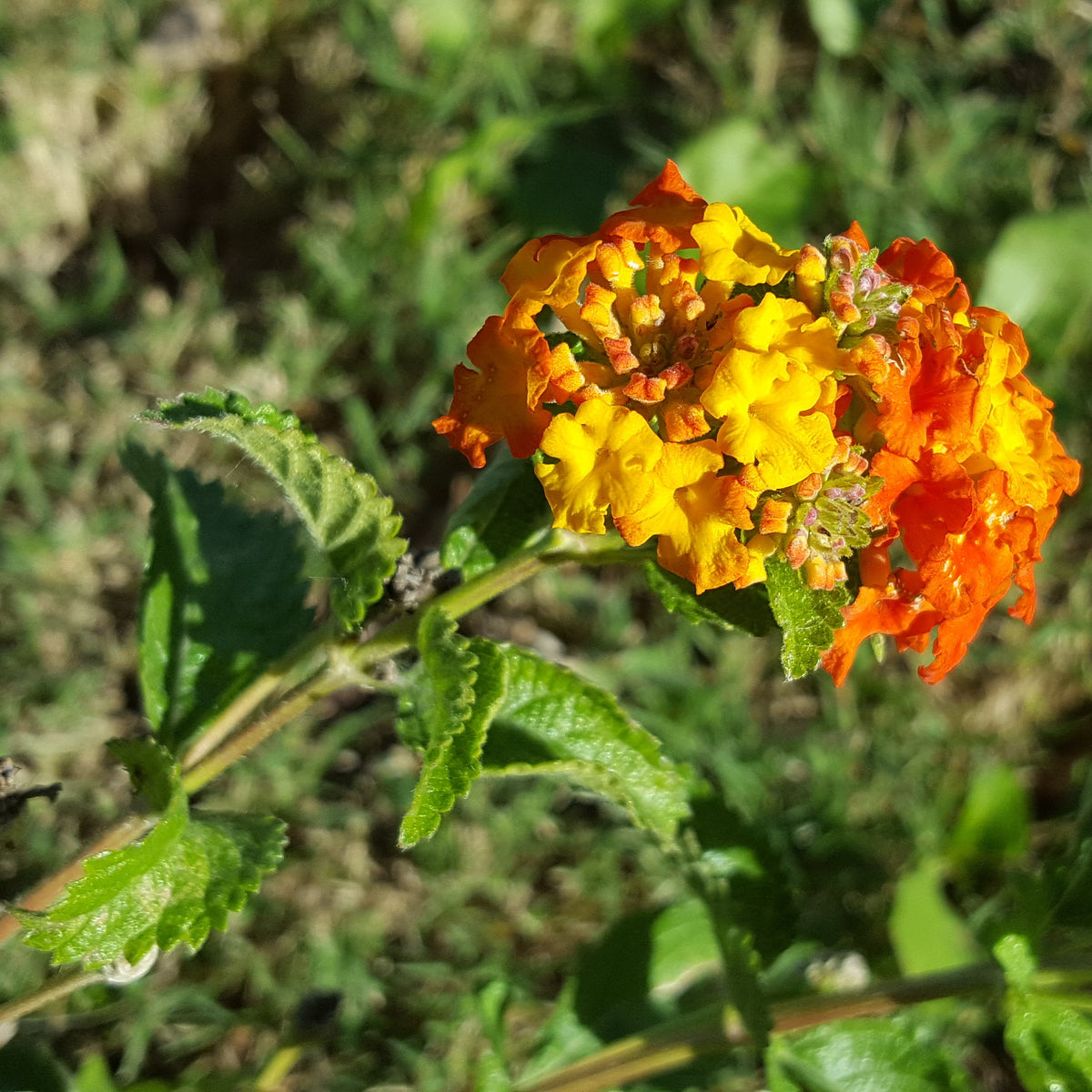Texas lantana (Lantana urticoides)
