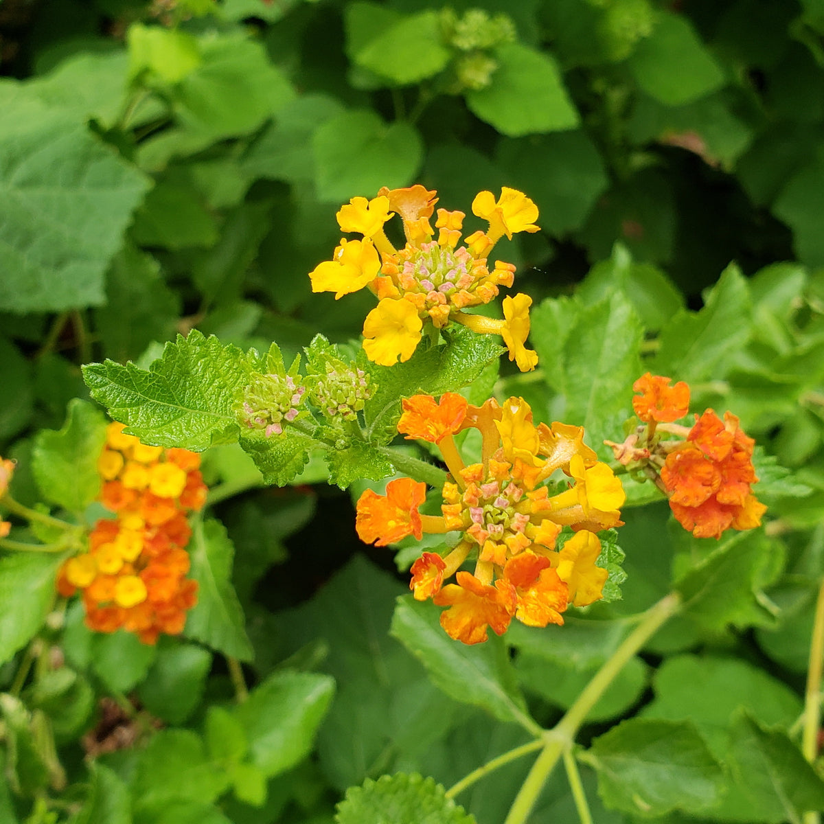 Texas lantana (Lantana urticoides)