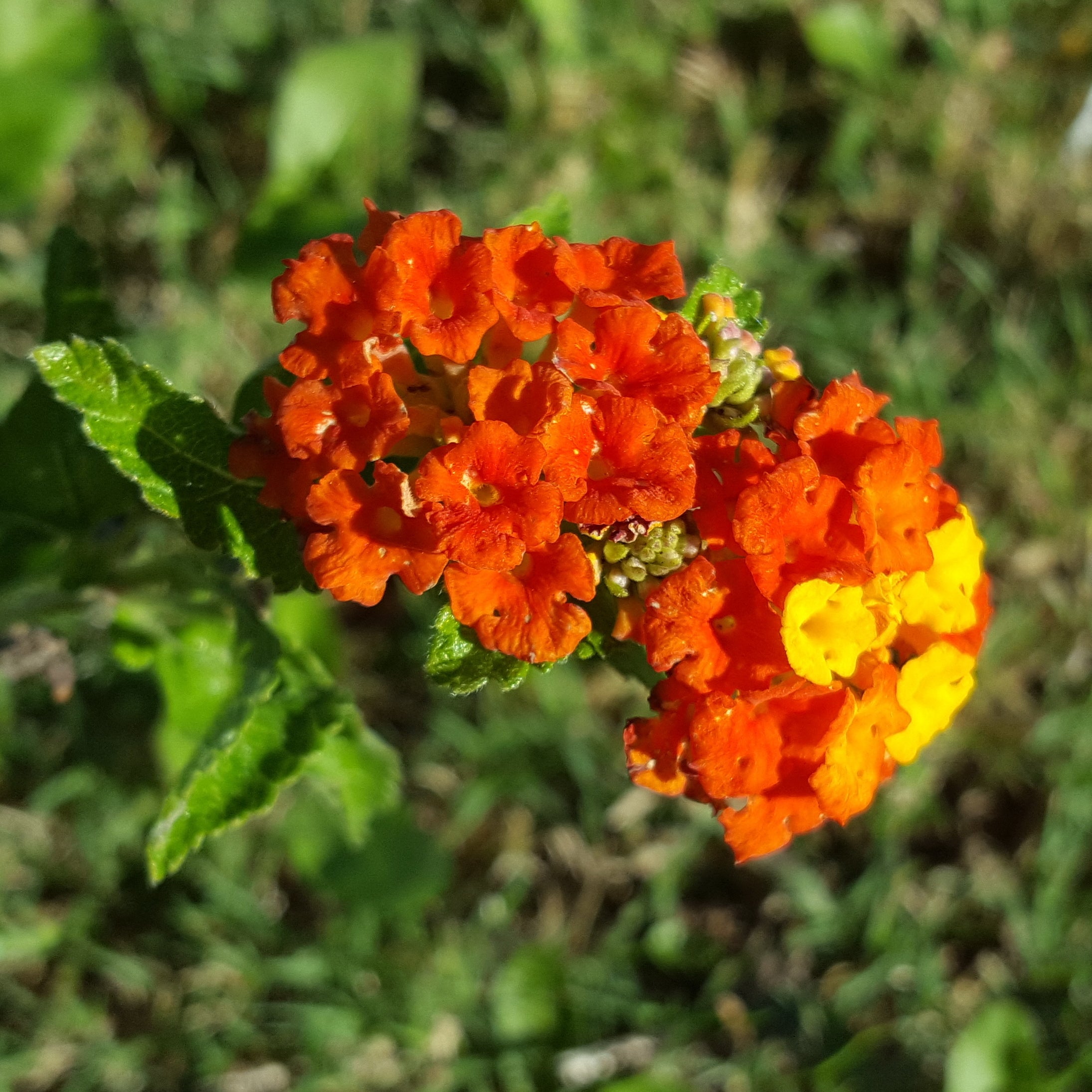 Texas lantana (Lantana urticoides)