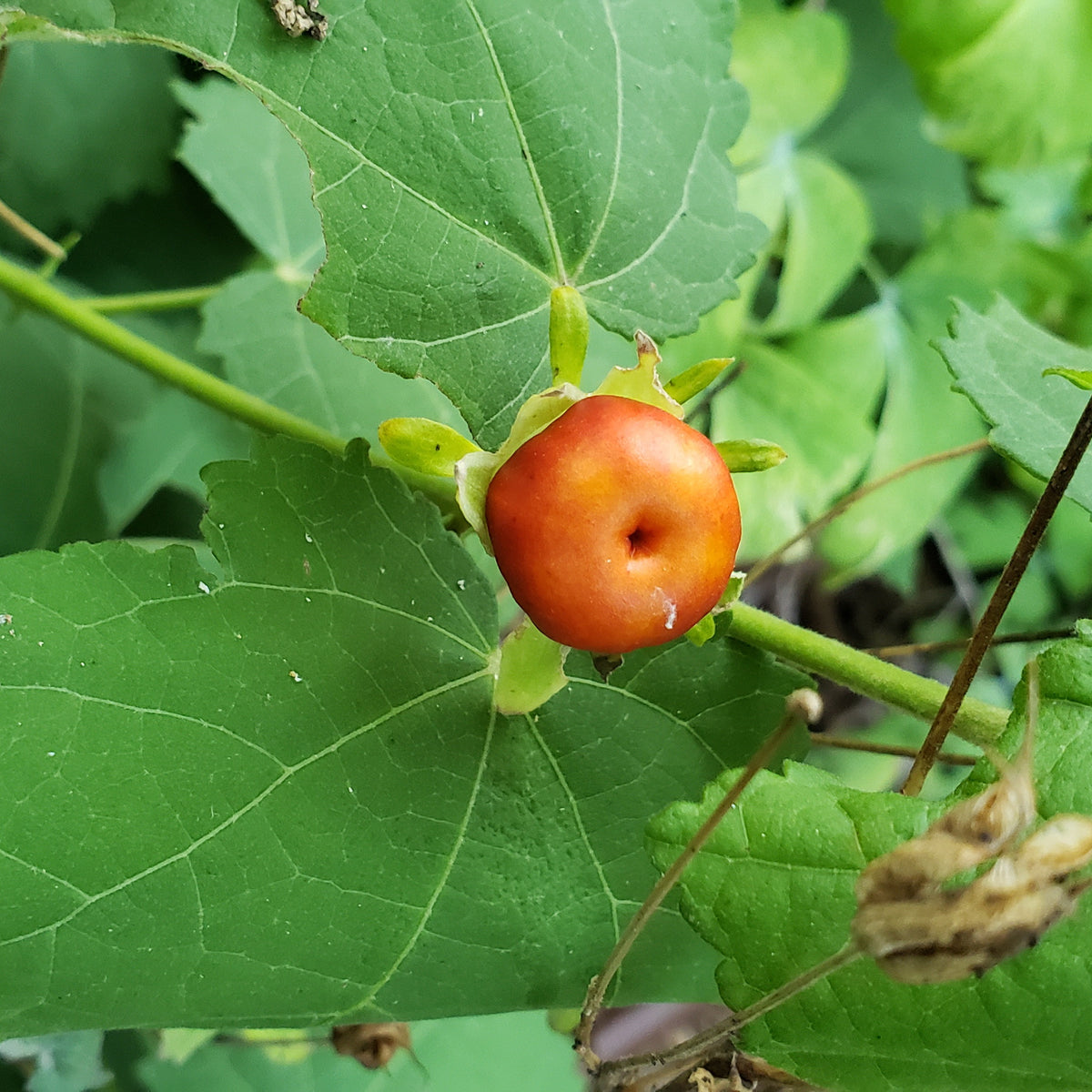 Turk's cap (Malvaviscus arboreus var. drummondii)