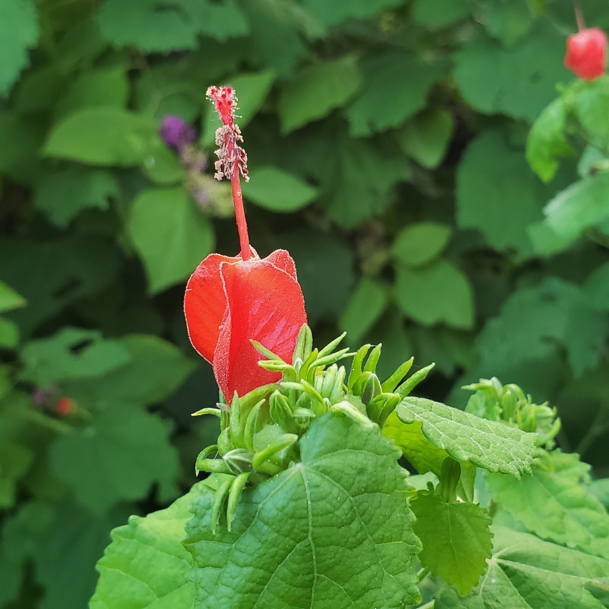 Turk's cap (Malvaviscus arboreus var. drummondii)