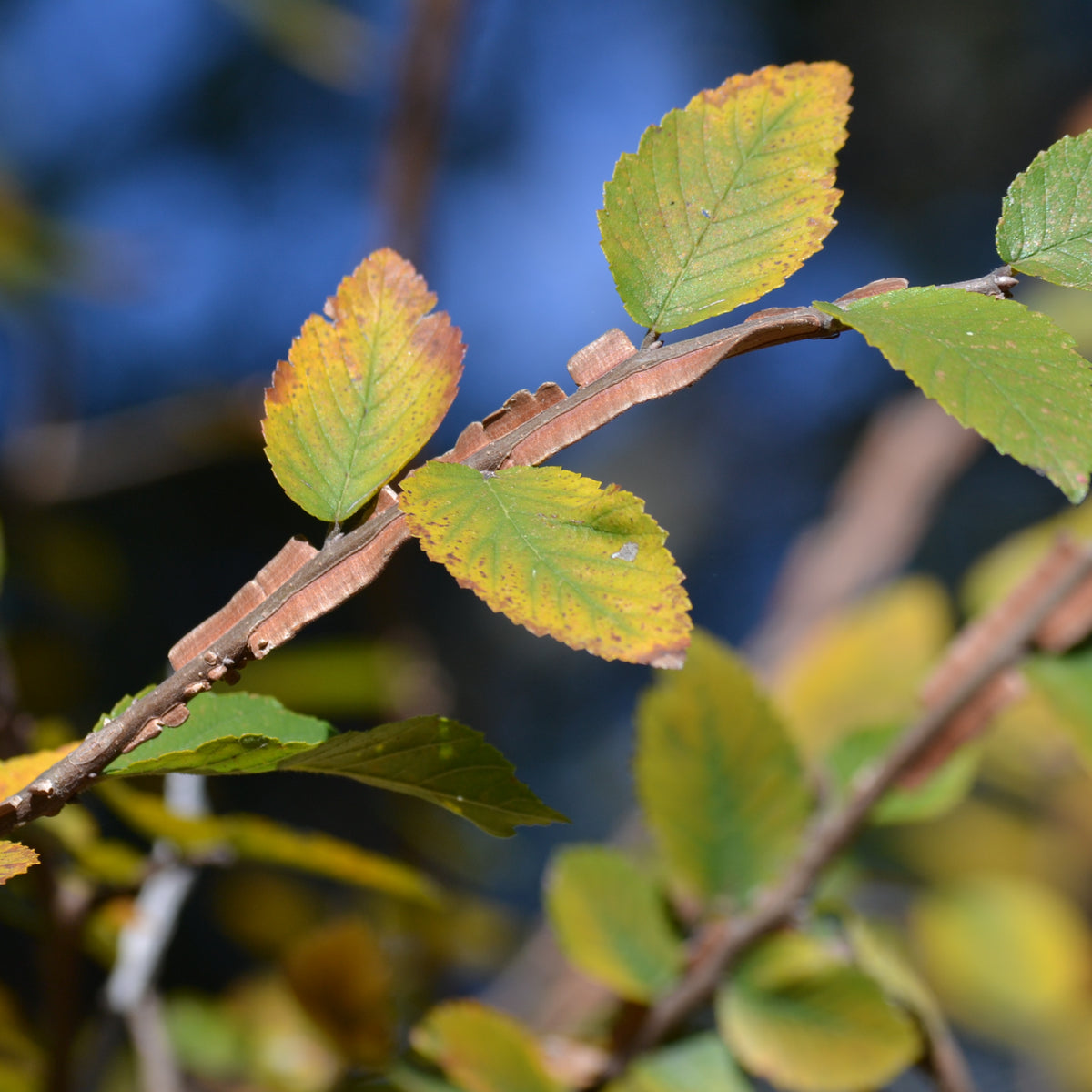 Ulmus crassifolia (Cedar Elm)