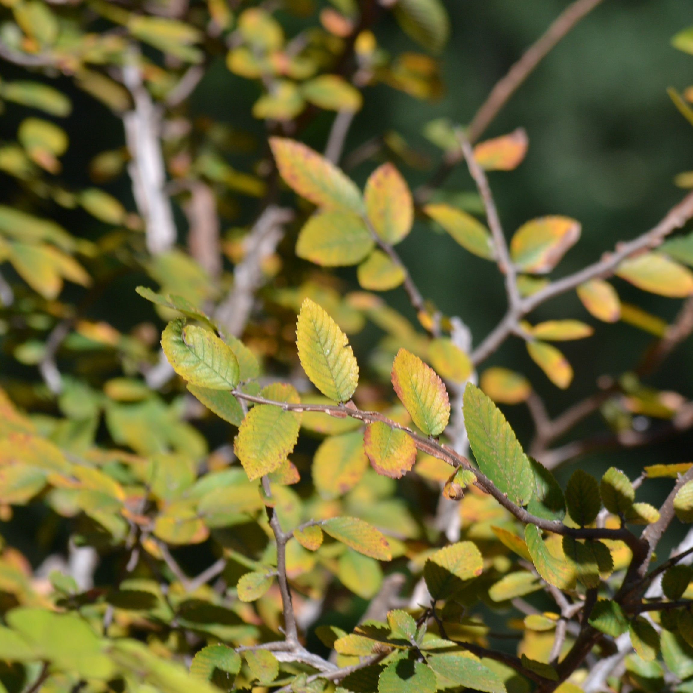 Ulmus crassifolia (Cedar Elm)