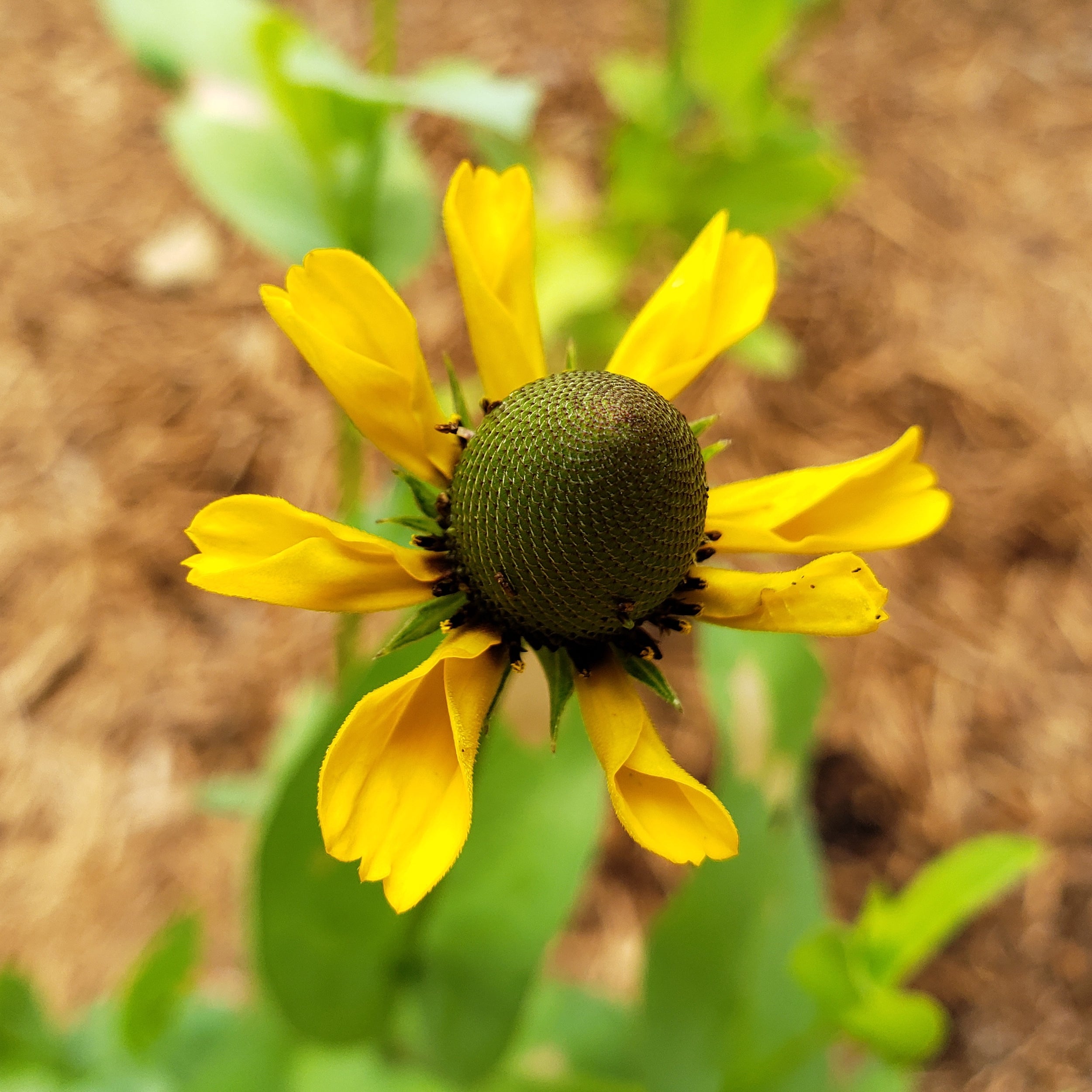 Clasping Coneflower (Dracopis amplexicaulis)