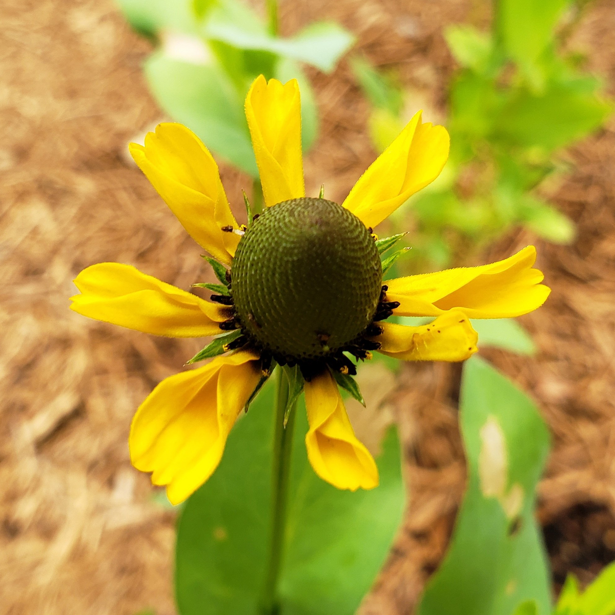 Clasping Coneflower (Dracopis amplexicaulis)