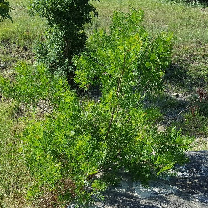 Flameleaf sumac Rhus lanceolata