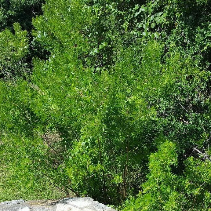 Flameleaf sumac Rhus lanceolata