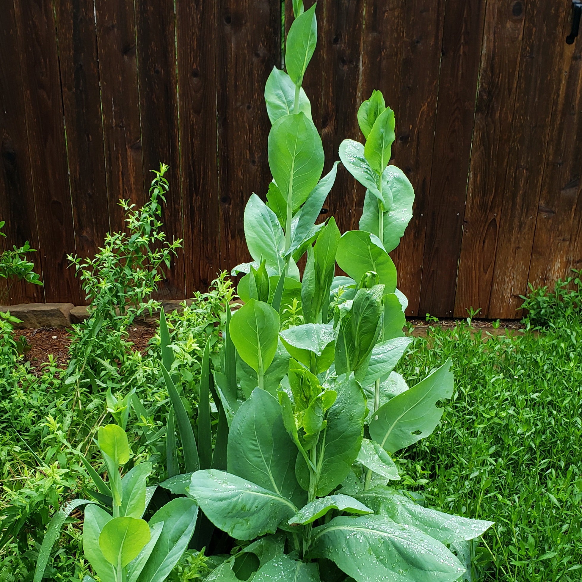Giant Coneflower (Rudbeckia maxima)