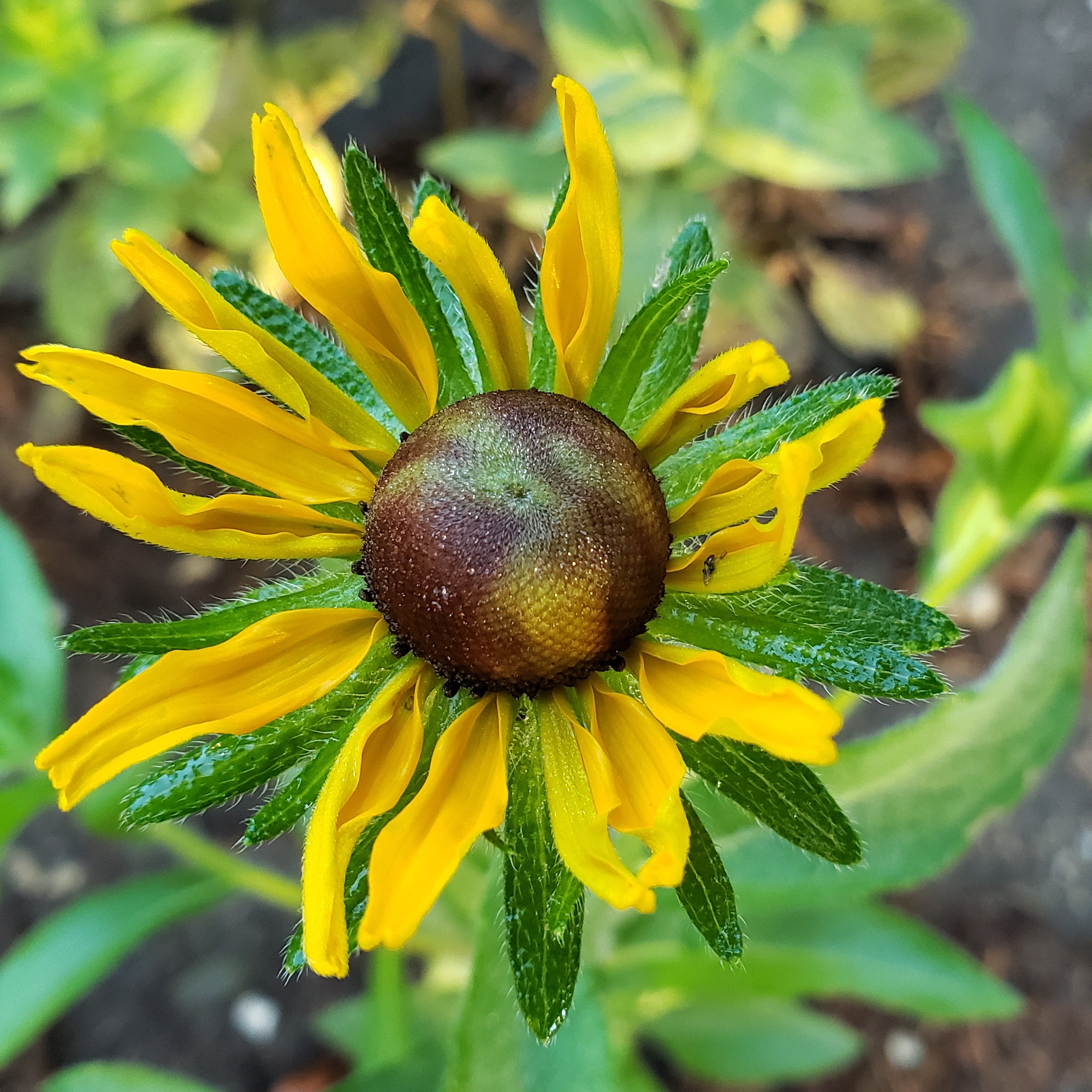 Brown-Eyes Susan (Rudbeckia hirta)