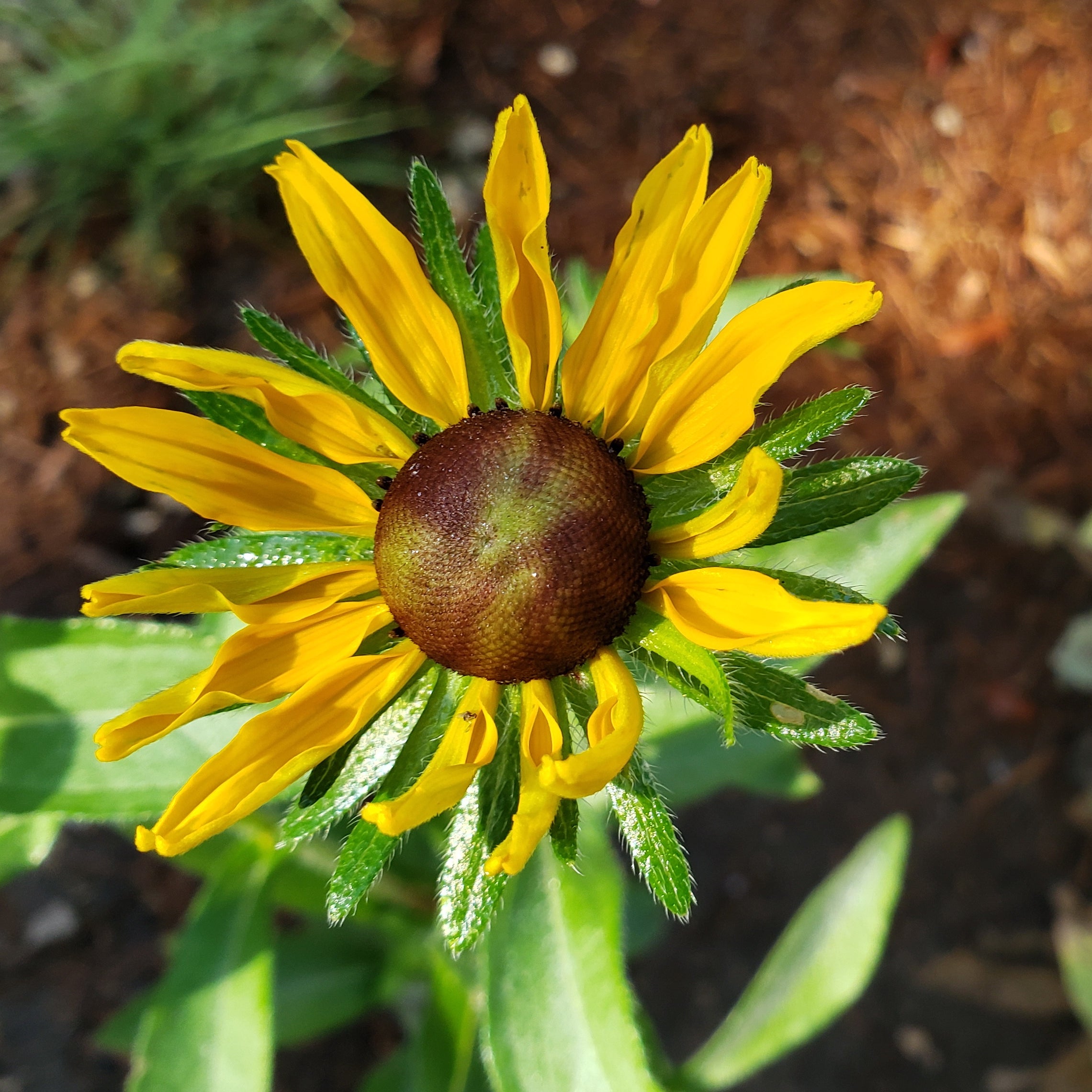 Brown-Eyes Susan (Rudbeckia hirta)