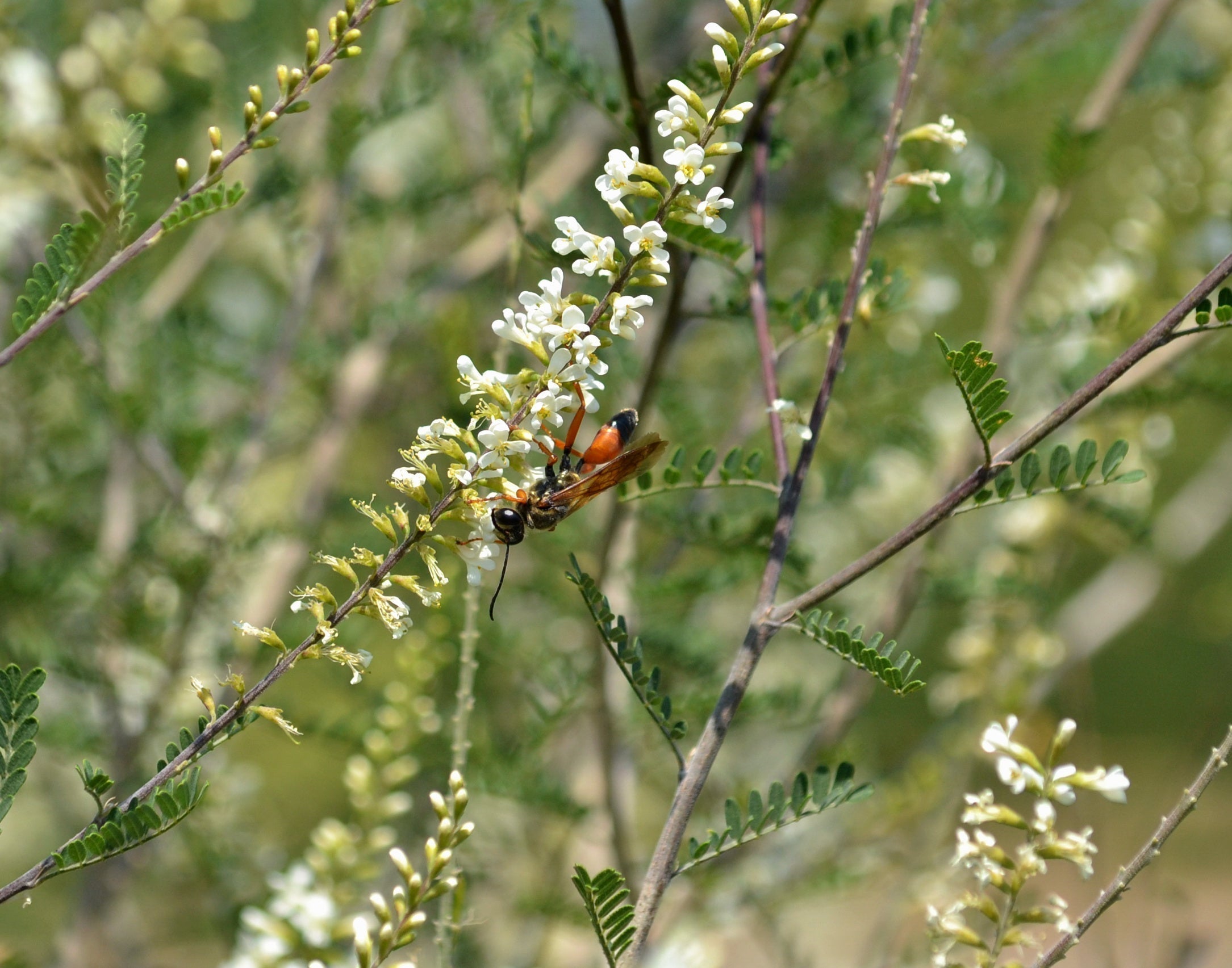 Plant This, Not That: Native Alternatives to Nandina, Bradford Pear, Vitex, Chinese Privet & Other Invasive Plants in North Texas