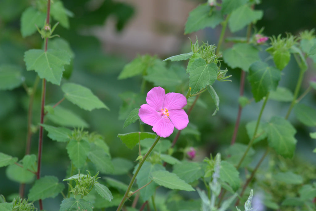 Plant Focus: Tough As A Rock Rose