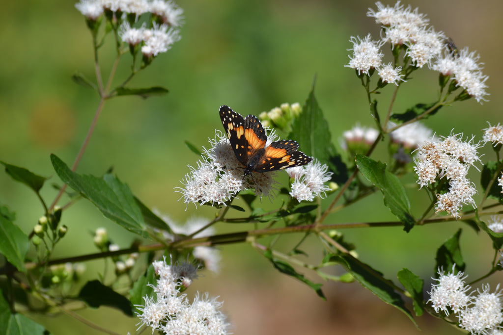 Pollinator friendly plants