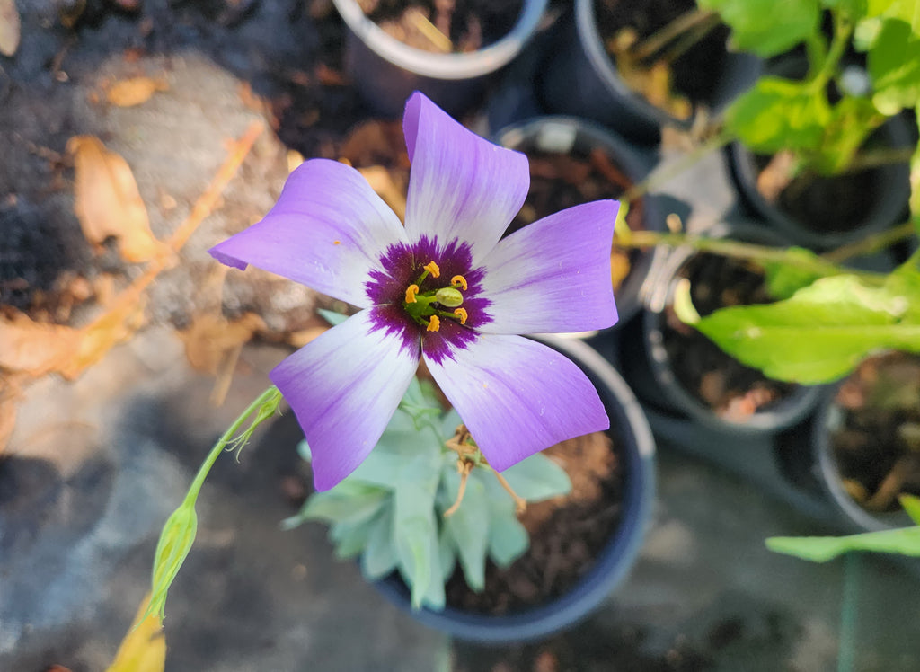 Eustoma exaltatum ssp. russellianum (Texas Bluebells)