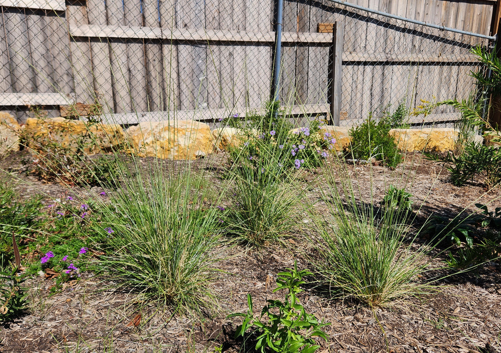 Muhlenbergia dubia (Pine Muhly)