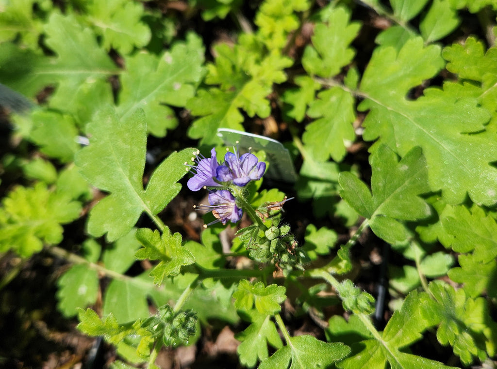 Phacelia congesta (Blue Curls)