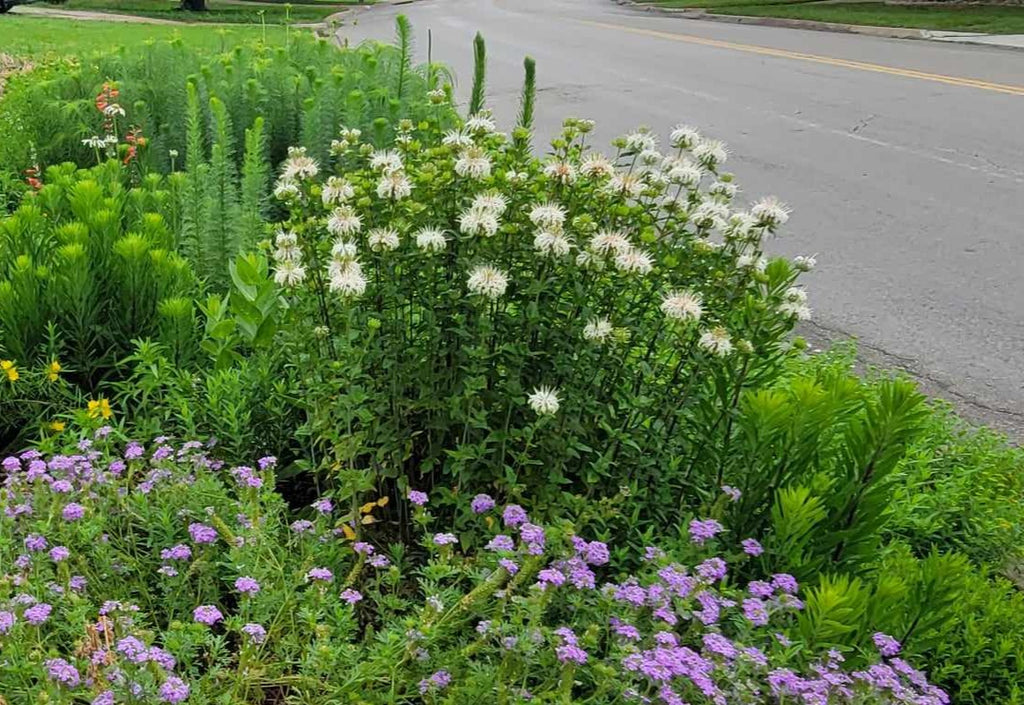 Monarda lindheimeri (Lindheimer's Beebalm)