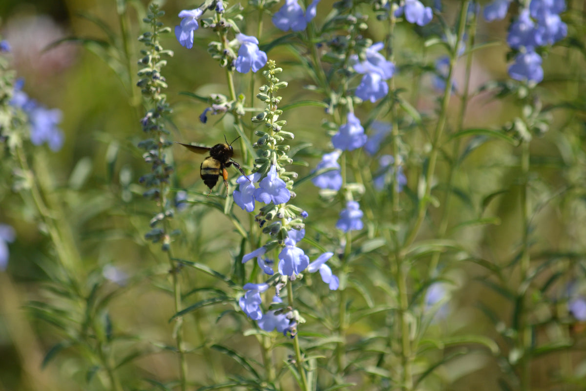 Salvia azurea (Azure Blue Sage)