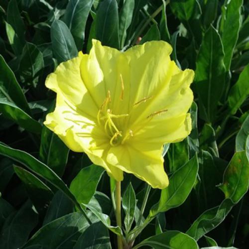 Oenothera macrocarpa (Missouri Primrose)