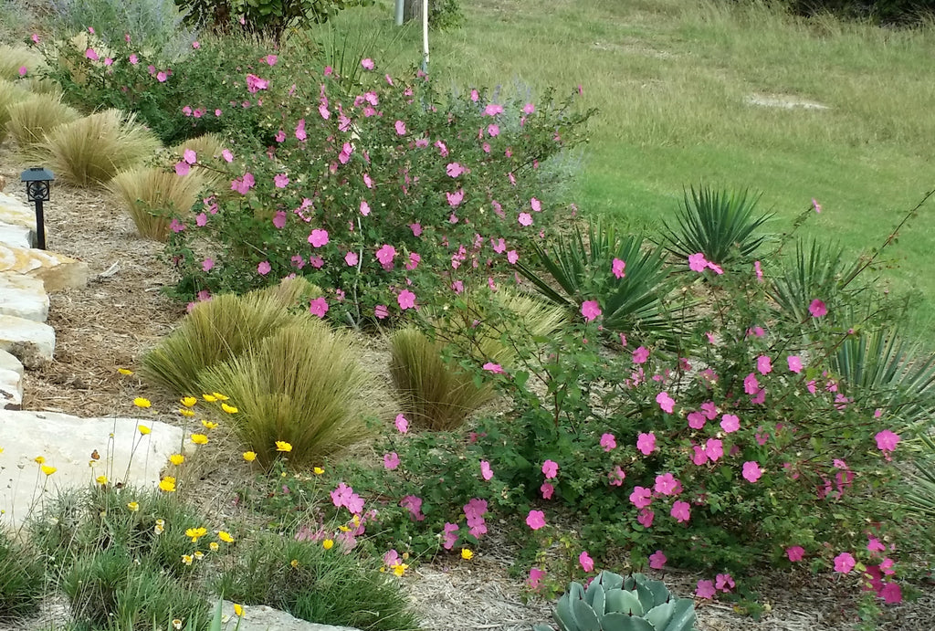 Pavonia lasiopetala (Rock Rose)