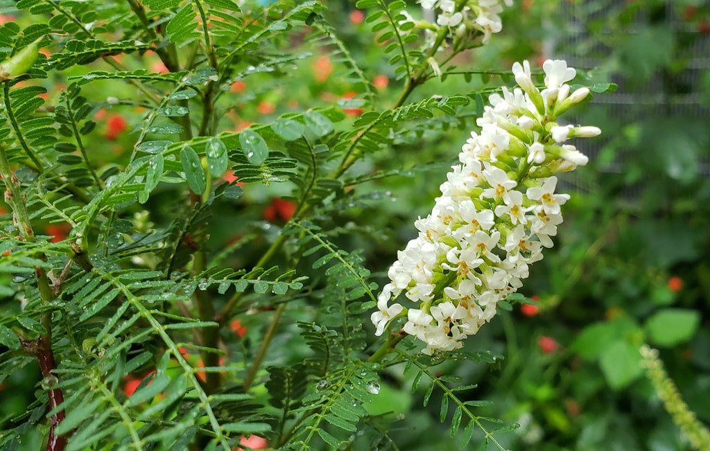 Texas kidneywood (Eysenhardtia texana)