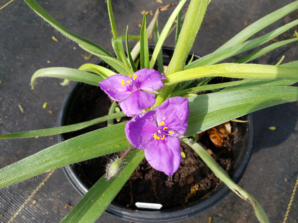 Tradescantia tharpii