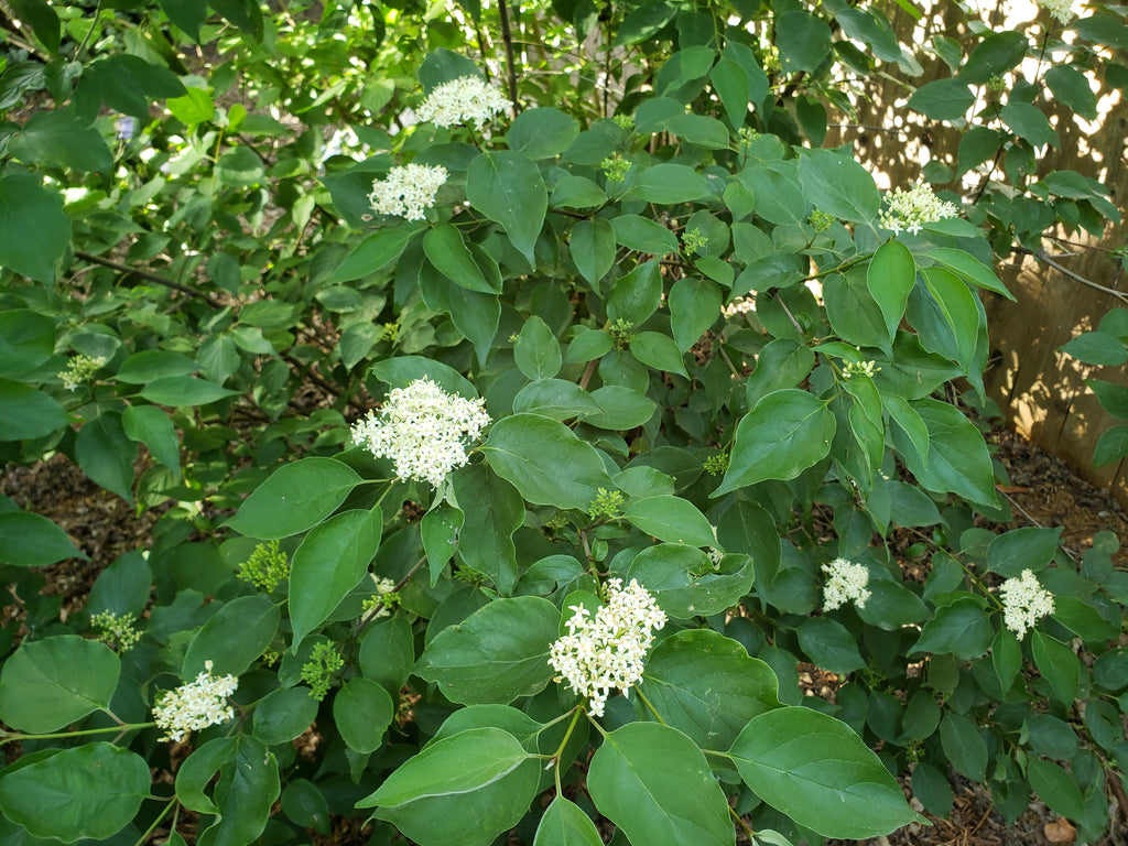 Cornus drummondii (Roughleaf Dogwood)