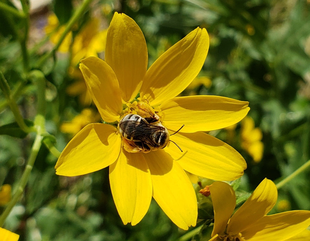 Engelmannia peristenia (Cutleaf Daisy)