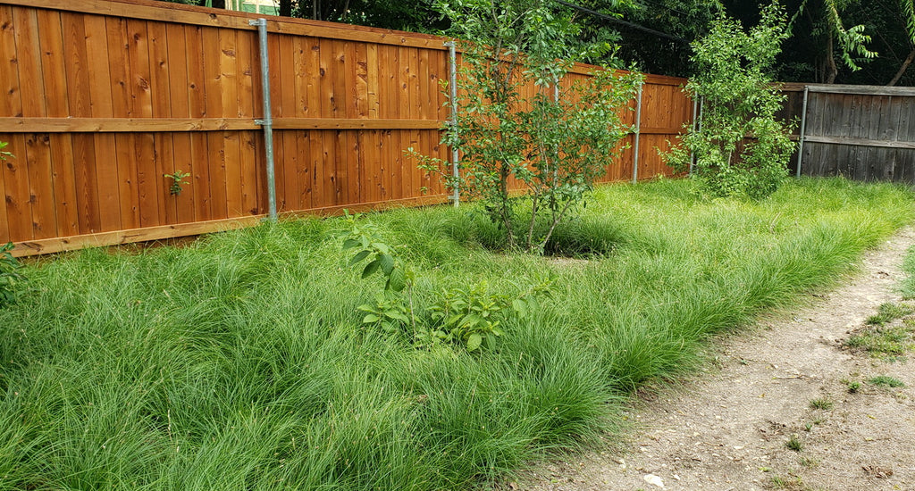 Carex perdentata (Meadow Sedge)