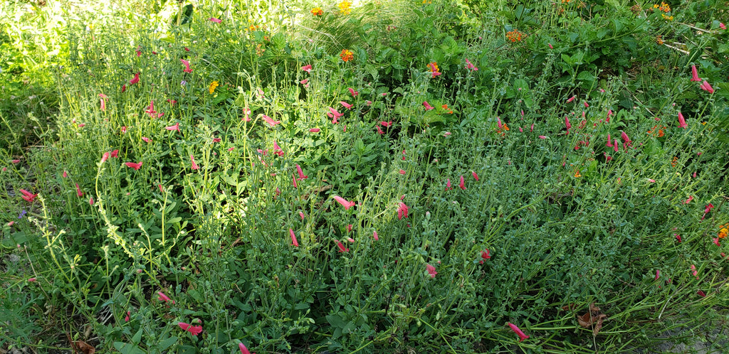 Penstemon baccharifolius (Rock Penstemon)