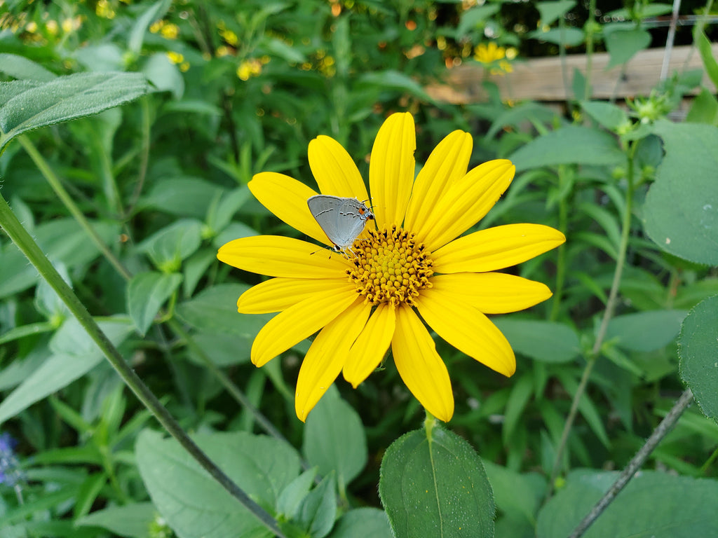 Helianthus hirsutus (Hairy Sunflower)