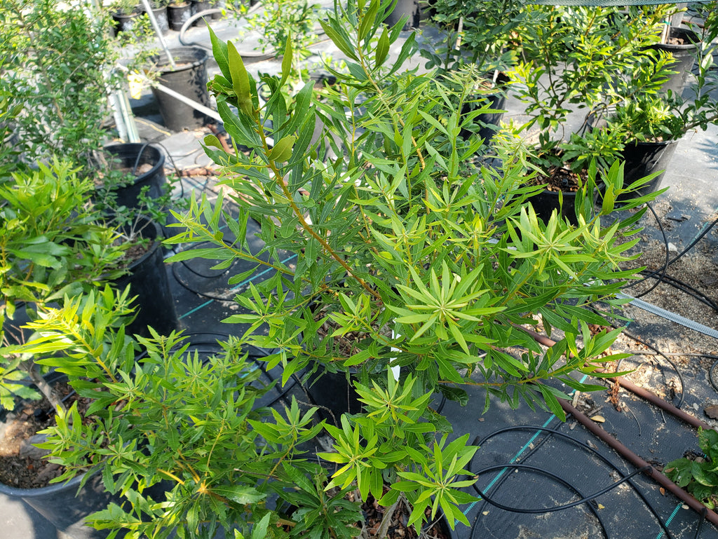 Morella cerifera (Wax Myrtle)