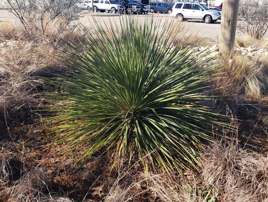 Dasylirion texanum (Texas Sotol)