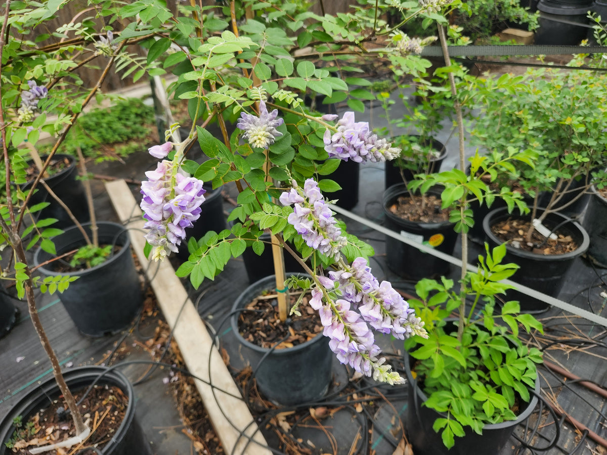 Wisteria frutescens (Texas Wisteria)