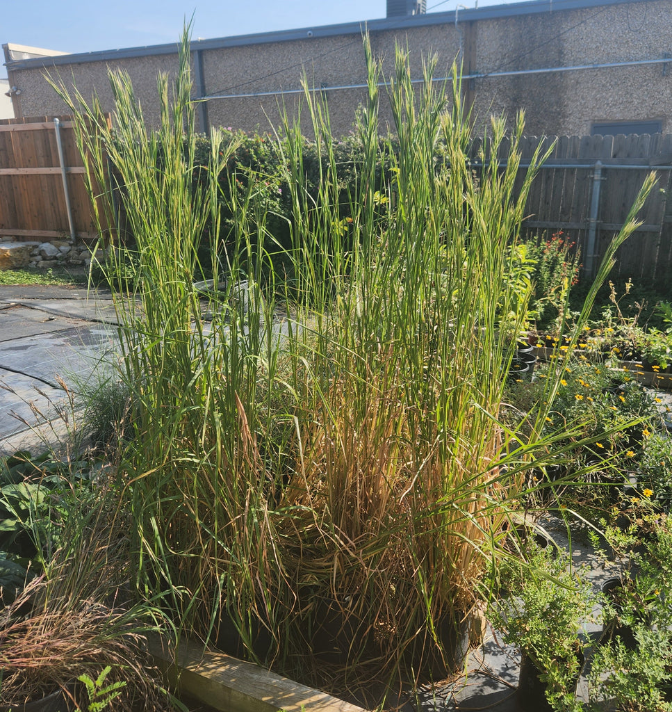 Andropogon glomeratus (Bushy Bluestem)