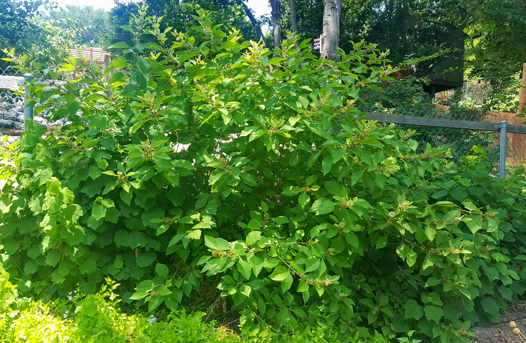 American Beautyberry (Callicarpa americana)